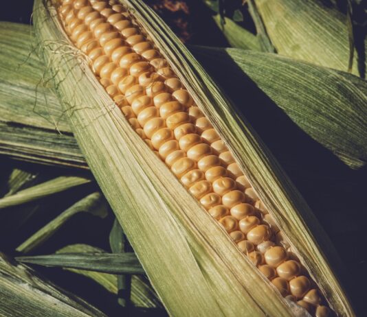 Lonja Agropecuaria de Salamanca del 14 de marzo de 2022