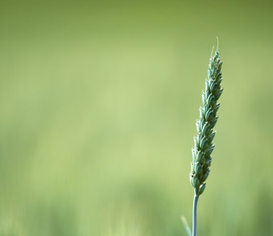 Lonja Agropecuaria de Salamanca del 7 de marzo de 2022