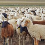 Hasta el 16 de mayo se podrán solicitar las ayudas a la reposición de hembras de ganado ovino y caprino