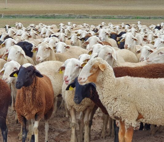 Hasta el 16 de mayo se podrán solicitar las ayudas a la reposición de hembras de ganado ovino y caprino