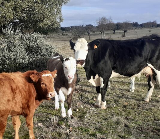 Lonja Agropecuaria de Salamanca del 11 de abril de 2022