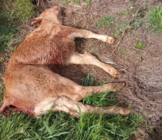 Los buitres dejan una ternera muerta en La Mata de Ledesma Ternera muerta, en la Mata de Ledesma.