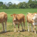 Se retoman los Tours de Aquitanima