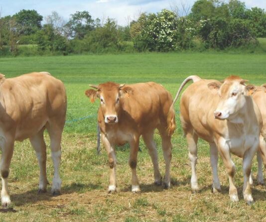 El Ministerio de Agricultura facilitará al ganadero un autocontrol del uso de antibióticos