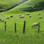 Publicados los importes definitivos de las ayudas asociadas a la ganadería