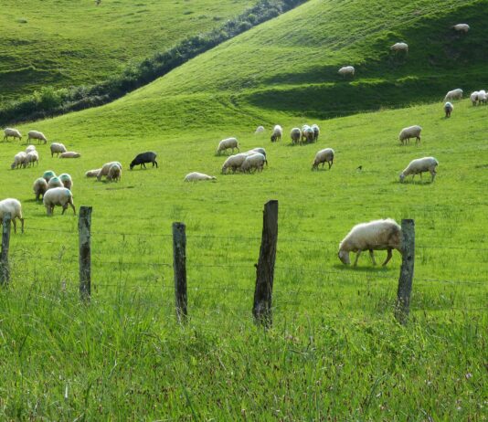 Publicados los importes definitivos de las ayudas asociadas a la ganadería