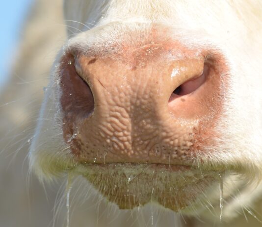 La Junta efectúa la liquidación a los sectores ganaderos de vacas nodrizas, vacuno de leche y ovino-caprino de las ayudas directas solicitadas en 2021