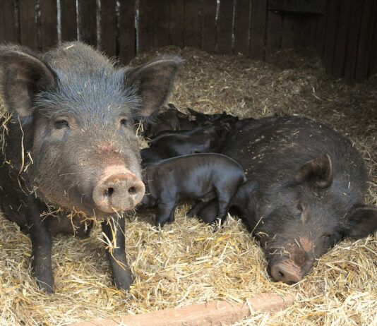 Lonja Agropecuaria de Salamanca del 4 de abril de 2022