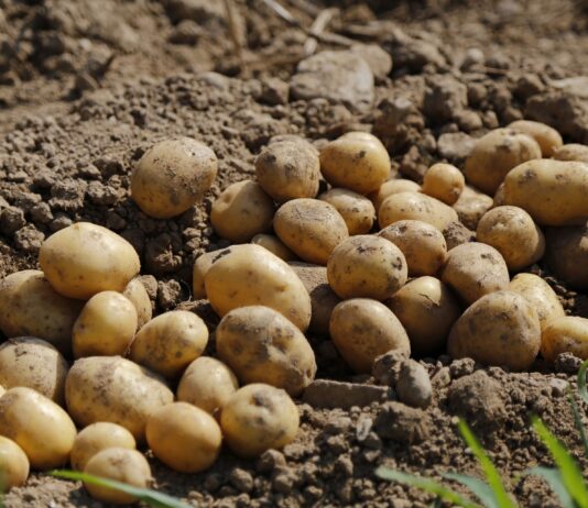 La llegada de patata francesa a España cae un 23 % en enero