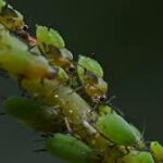 Se recomienda vigilar las parcelas de cereal y leguminosas ante posibles daños por pulgón