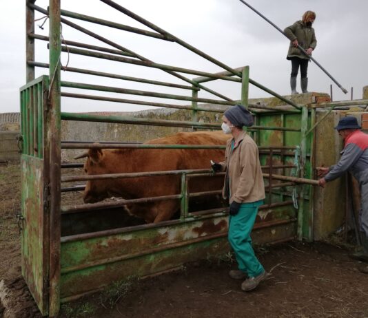 Vuelve a subir la prevalencia en tuberculosis bovina en la provincia de Salamanca hasta alcanzar el 2’53 %