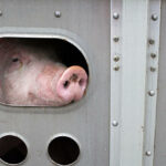 Nuevo curso de bienestar animal en el transporte y en granjas de porcino Nuevo curso de bienestar animal en el transporte y en granjas de porcino
