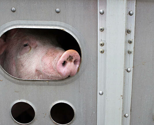 Nuevo curso de bienestar animal en el transporte y en granjas de porcino Nuevo curso de bienestar animal en el transporte y en granjas de porcino