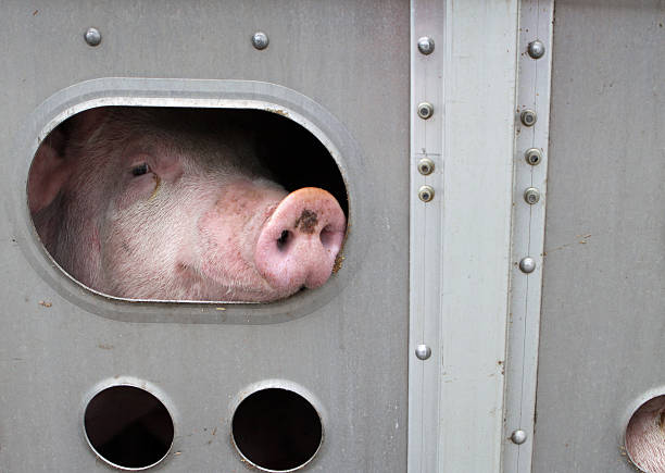 Nuevo curso de bienestar animal en el transporte y en granjas de porcino