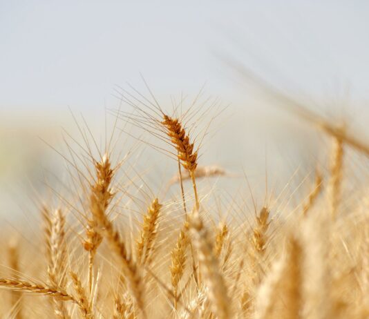 Lonja agropecuaria de Salamanca del 25 de julio de 2022
