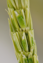 Agallas en formación.