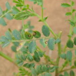 Se recomienda la vigilancia en leguminosas por rabia o ascoquitosis y bacteriosis Ascoquitosis en garbanzos.