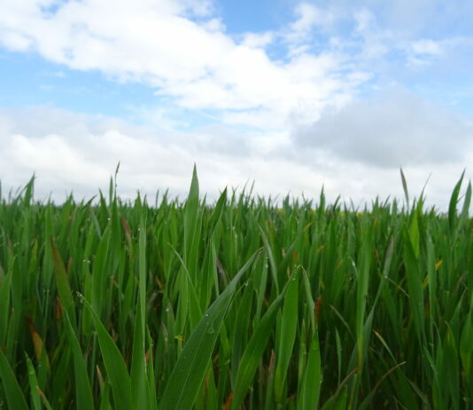 Lonja Agropecuaria de Salamanca del 16 de mayo de 2022
