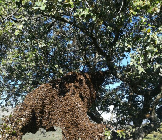 ASAJA Salamanca alerta de la alta mortandad de las abejas Enjambre de abejas cerca de la colmena, en Salamanca.