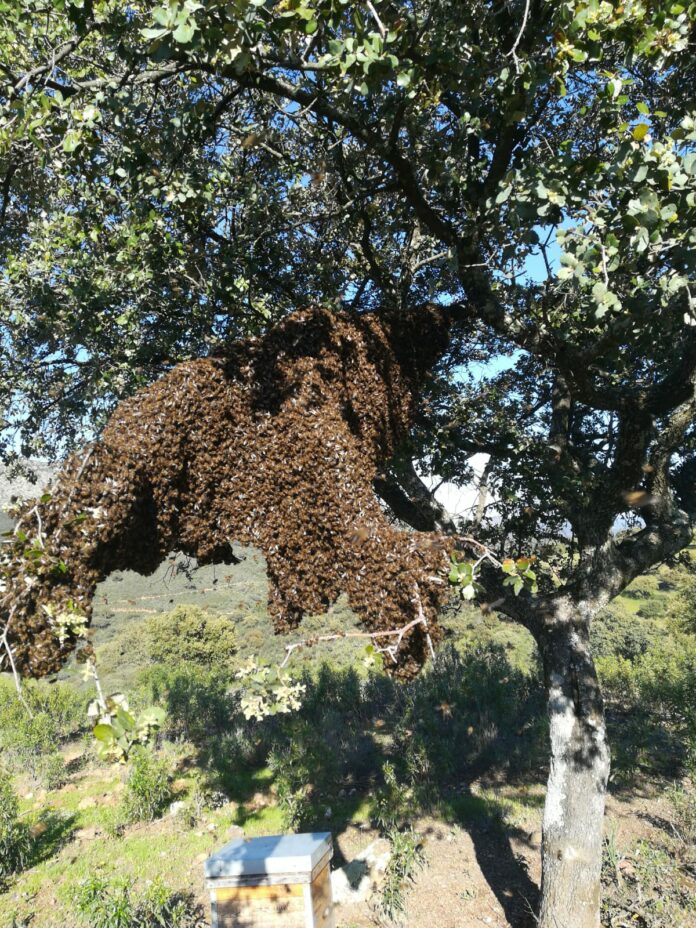 Enjambre de abejas cerca de la colmena, en Salamanca.