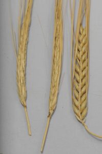 Espiga enferma frente a sana.