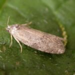 El ITACyL avisa de plagas detectadas en cereales por nefasia, chinches y tronchaespigas