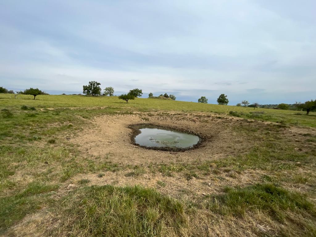 Charca, en la provincia salmantina. Charca, en la provincia salmantina.