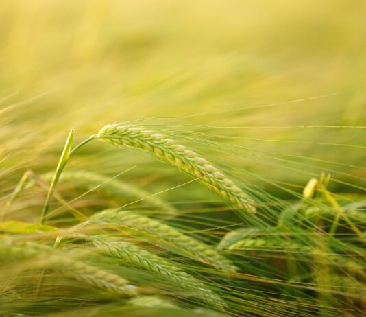 Lonja Agropecuaria de Salamanca del 3 de mayo de 2022