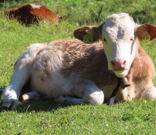 Lonja Agropecuaria de Salamanca del 23 de mayo de 2022