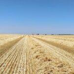 El Itacyl augura que la cosecha de cebada y trigo en Salamanca se reducirá en un 4 y un 5 % respecto a la media Campo cosechado de Carrascal de Barregas de años anteriores.