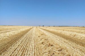 Campo cosechado de Carrascal de Barregas de años anteriores.