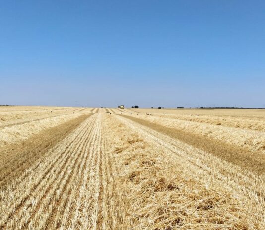 El Itacyl augura que la cosecha de cebada y trigo en Salamanca se reducirá en un 4 y un 5 % respecto a la media Campo cosechado de Carrascal de Barregas de años anteriores.
