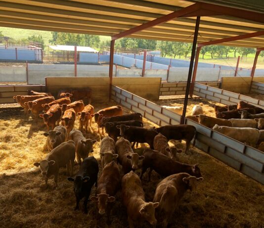 Publicado el importe definitivo de las ayudas asociadas al vacuno de cebo