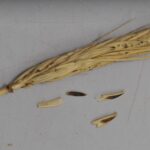 Se recomienda la vigilancia de la cebada ante agallas (gusanos) en las espigas Espiga afectada.