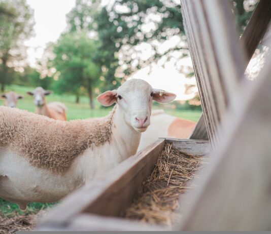 Lonja Agropecuaria de Salamanca del 30 de mayo de 2022