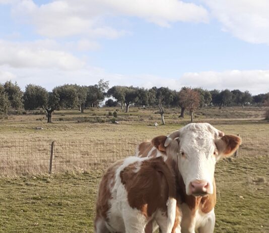 Abierto el plazo para solicitar las ayudas a la compra de ganado para reposición por sacrificio en programas sanitarios oficiales