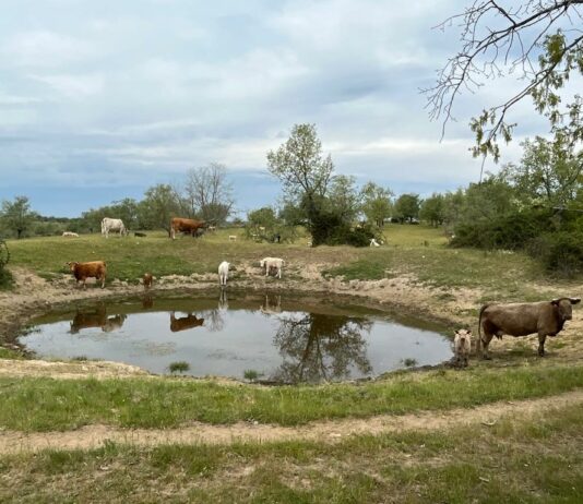 ASAJA Salamanca pide “protocolos claros” en la lucha contra la tuberculosis bovina Estado actual de una charca de la zona oeste de la provincia de Salamanca.