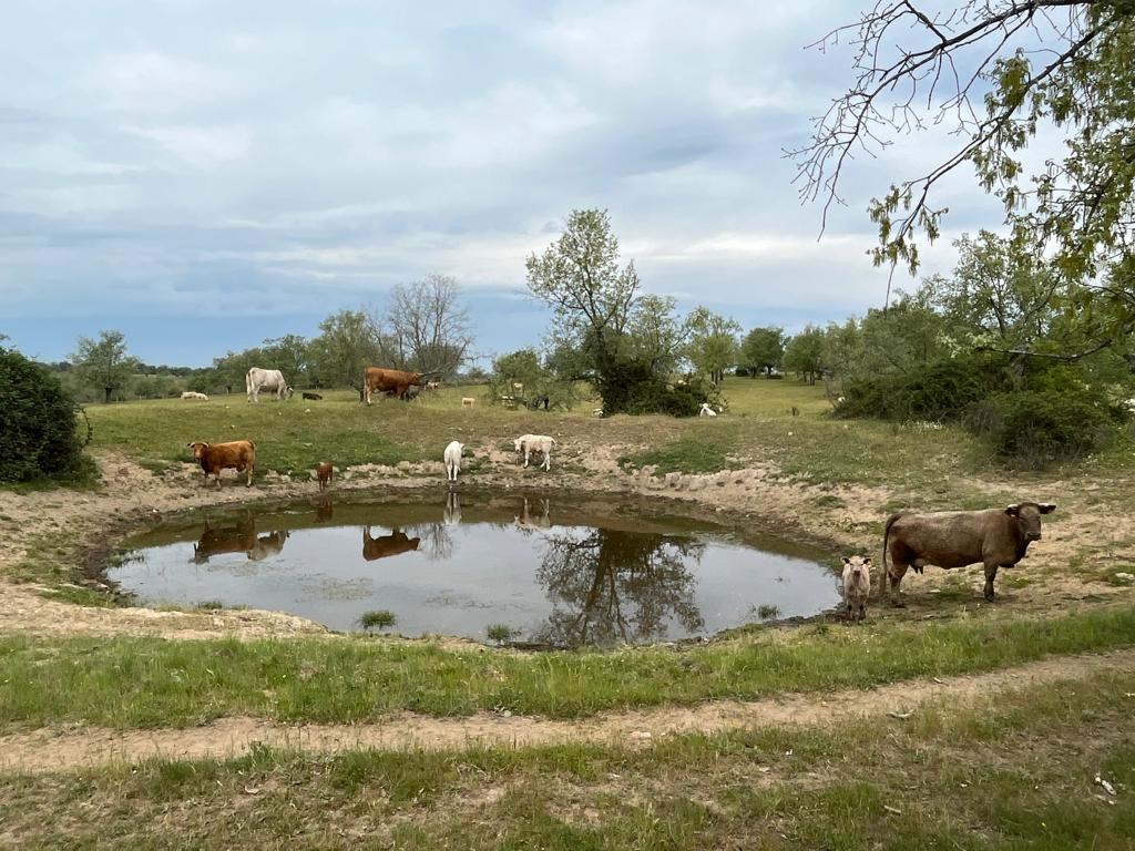 Estado actual de una charca de la zona oeste de la provincia de Salamanca. Estado actual de una charca de la zona oeste de la provincia de Salamanca.
