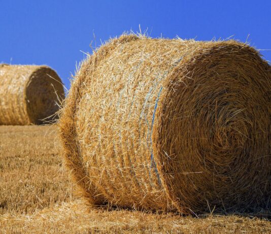 La cosecha de cereales de invierno sufrirá un significativo recorte y no llegará a los 15’5 millones de toneladas