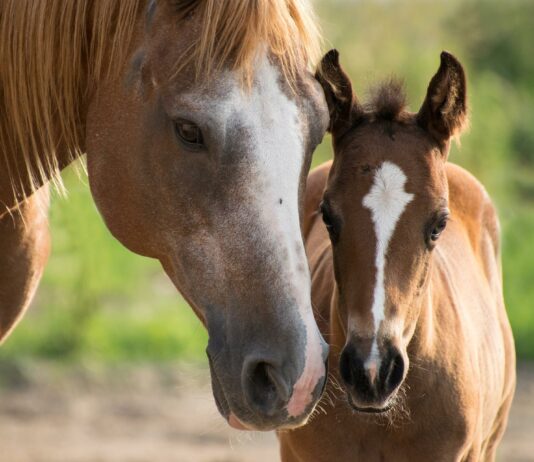 La Junta incluye por primera vez la reposición de equino en las ayudas por sacrificio de saneamiento