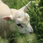 Lonja Agropecuaria de Salamanca del 20 de junio de 2022