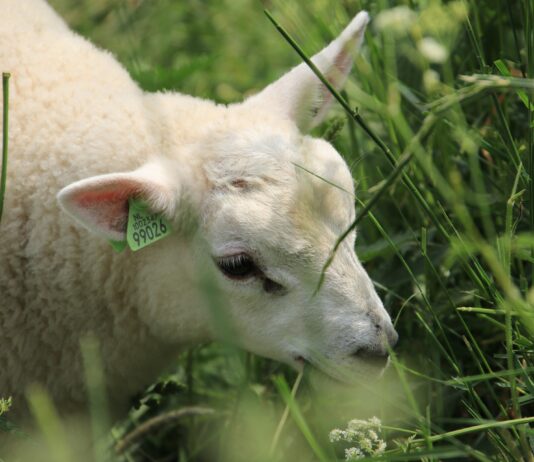 Lonja Agropecuaria de Salamanca del 20 de junio de 2022