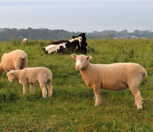 Fondos para sectores agrarios afectados por la guerra de Ucrania