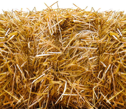 Lonja Agropecuaria de Salamanca del 14 de junio de 2022