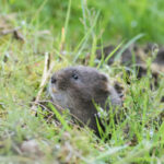 Recomendaciones preventivas de manejo frente al topillo campesino para el verano