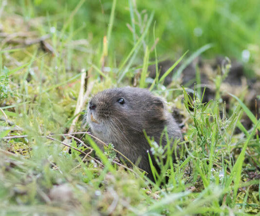Recomendaciones preventivas de manejo frente al topillo campesino para el verano