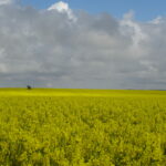 Las votaciones a representatividad agraria de las OPA será en la segunda semana de febrero de 2023