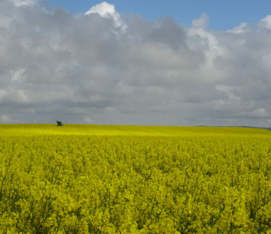 Las votaciones a representatividad agraria de las OPA será en la segunda semana de febrero de 2023