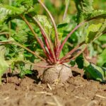 El TSJ reconoce a los herederos de titulares fallecidos remolacheros la ayuda económica de la campaña agrícola 2010/2011 campo de remolacha