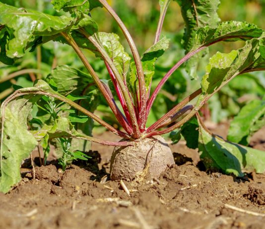 El TSJ reconoce a los herederos de titulares fallecidos remolacheros la ayuda económica de la campaña agrícola 2010/2011 campo de remolacha
